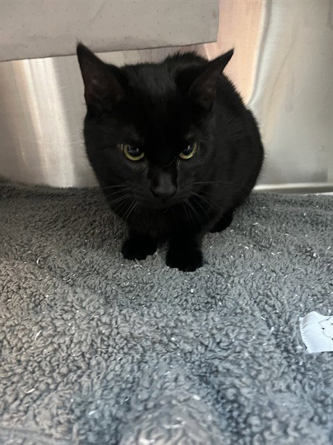 A2425320, Young Domestic Short Hair (medium coat), cat for adoption in Miami Beach, Florida