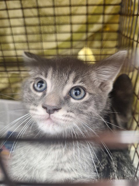BOBBI, Baby Domestic Short Hair (medium coat), cat for adoption in Miami Beach, Florida