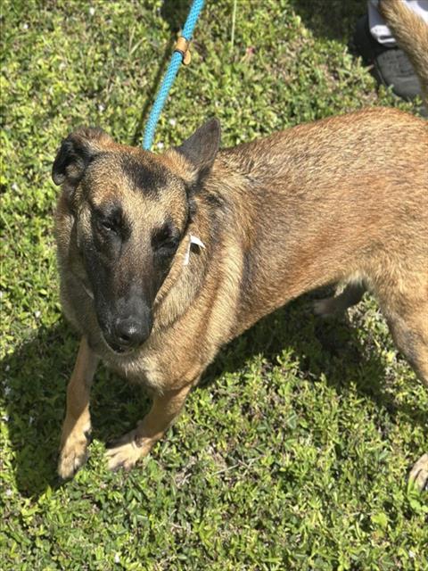 SASHA, an adoptable Belgian Shepherd Malinois in Fort Lauderdale, FL