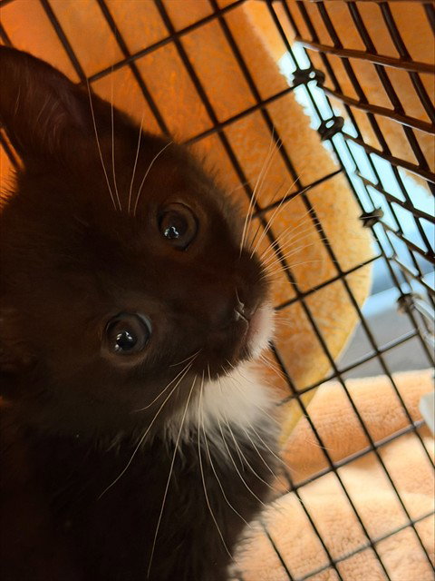LILY, Baby Domestic Short Hair (medium coat), cat for adoption in Miami Beach, Florida