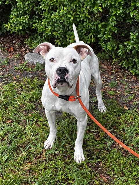 SHILO, an adoptable American Bulldog in Fort Lauderdale, FL
