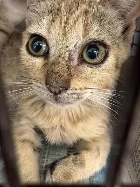 CLAIRE, Baby Domestic Short Hair (medium coat), cat for adoption in Coconut Creek, Florida
