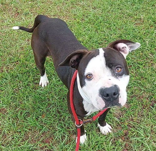 BRAM, an adoptable American Staffordshire Terrier in Fort Lauderdale, FL