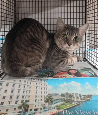 PANCAKE - Domestic Short Hair available for adoption