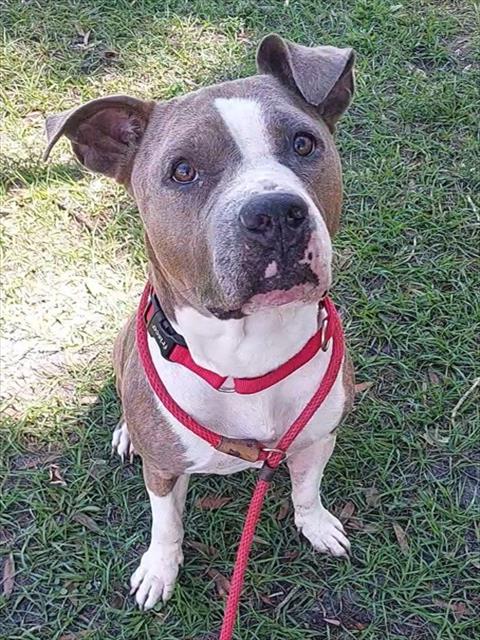 TINKERBELLE, an adoptable American Staffordshire Terrier in Fort Lauderdale, FL