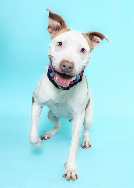 Verna - American Staffordshire Terrier