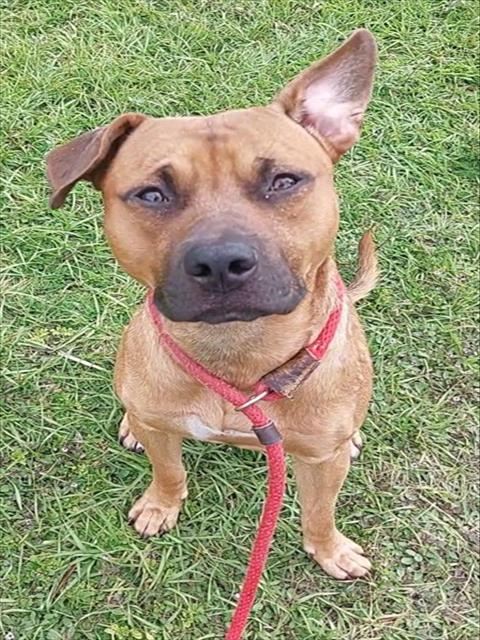 FOX, an adoptable American Staffordshire Terrier in Fort Lauderdale, FL