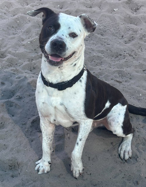 FENDI, an adoptable American Staffordshire Terrier in Fort Lauderdale, FL