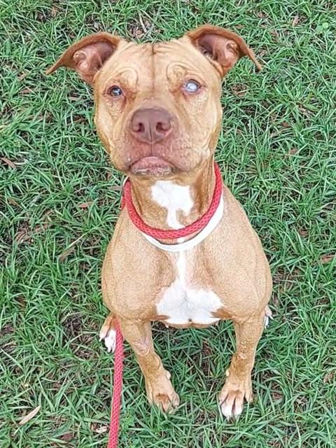 SPROUT, an adoptable American Staffordshire Terrier in Fort Lauderdale, FL