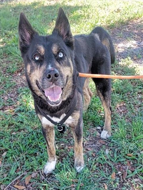 MOSES, an adoptable Husky in Fort Lauderdale, FL