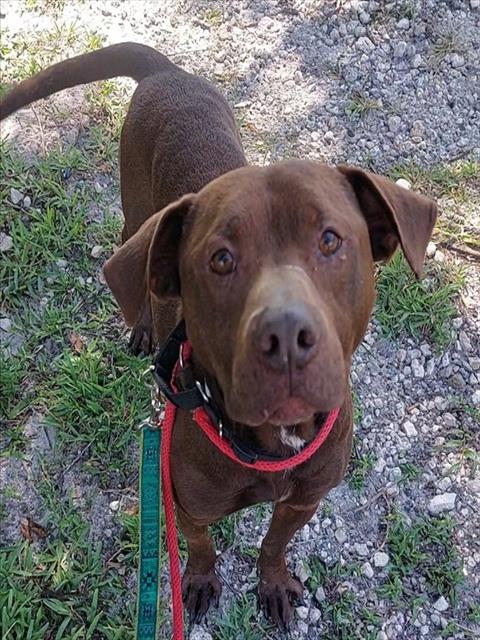 HAMLIN, an adoptable Labrador Retriever in Fort Lauderdale, FL
