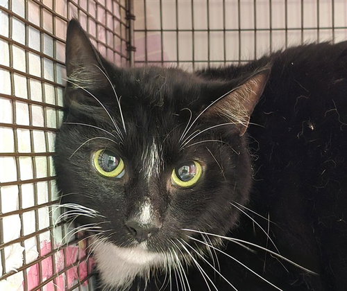 DUBALIN, an adoptable Domestic Short Hair in Fort Lauderdale, FL