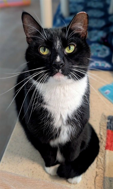 DUBALIN, Adult Domestic Short Hair (medium coat), cat for adoption in Aventura, Florida