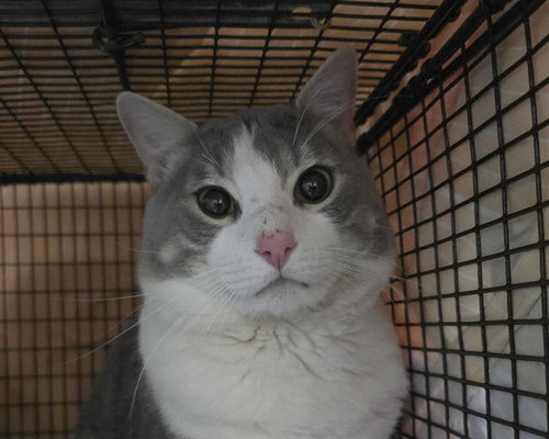 CHICHO, an adoptable Domestic Short Hair in Fort Lauderdale, FL