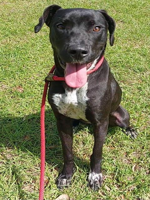 SPRING, an adoptable Labrador Retriever in Fort Lauderdale, FL