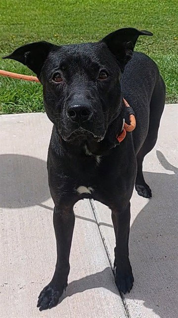 BAXTER, an adoptable American Staffordshire Terrier in Fort Lauderdale, FL