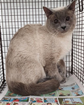 LUCA, an adoptable Siamese in Fort Lauderdale, FL