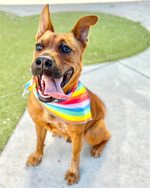 MEADOW, an adoptable Carolina Dog in Fort Lauderdale, FL