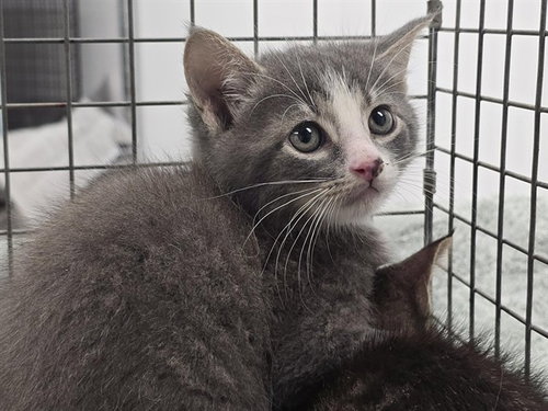 MASON, an adoptable Domestic Short Hair in Fort Lauderdale, FL