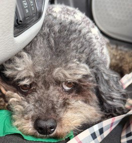 TRISTAN, an adoptable Poodle in Fort Lauderdale, FL