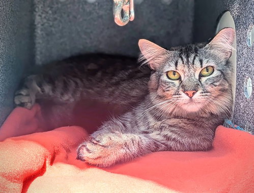 PURSUIT - Domestic Short Hair available for adoption
