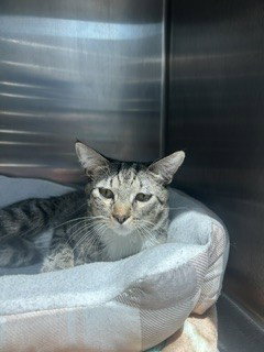 CLUE, an adoptable Domestic Short Hair in Fort Lauderdale, FL
