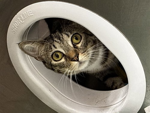 CLUE - Domestic Short Hair for adoption in Fort Lauderdale