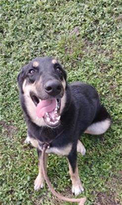 ART, an adoptable German Shepherd Dog in Fort Lauderdale, FL