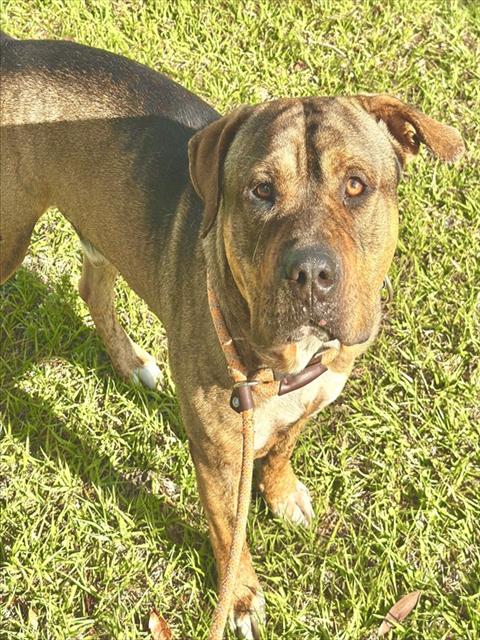 GARFUNKEL, an adoptable Mastiff in Fort Lauderdale, FL