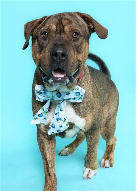 GARFUNKEL, an adoptable Mastiff in Fort Lauderdale, FL