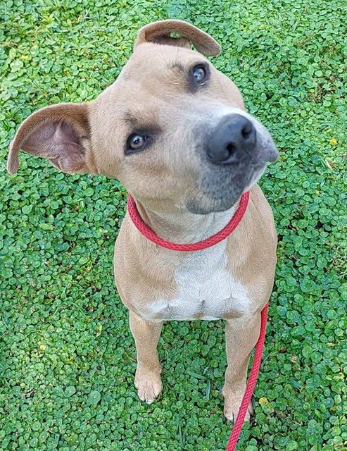 MILO, an adoptable American Staffordshire Terrier in Fort Lauderdale, FL