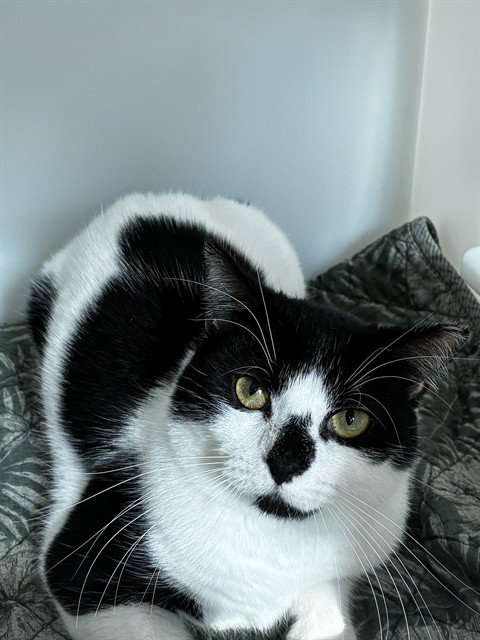 BOTTOM, Adult Domestic Short Hair (medium coat), cat for adoption in Aventura, Florida