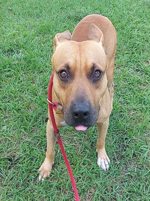 MARLEY, an adoptable American Staffordshire Terrier in Fort Lauderdale, FL