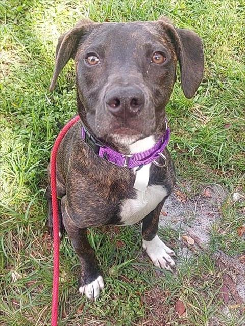 COPPER, an adoptable American Staffordshire Terrier in Fort Lauderdale, FL
