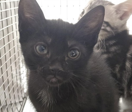 PIPER, an adoptable Domestic Short Hair in Fort Lauderdale, FL