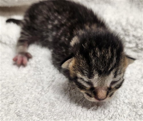 A2474555, an adoptable Domestic Short Hair in Fort Lauderdale, FL