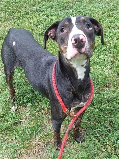 HYACINTH, an adoptable American Staffordshire Terrier in Fort Lauderdale, FL