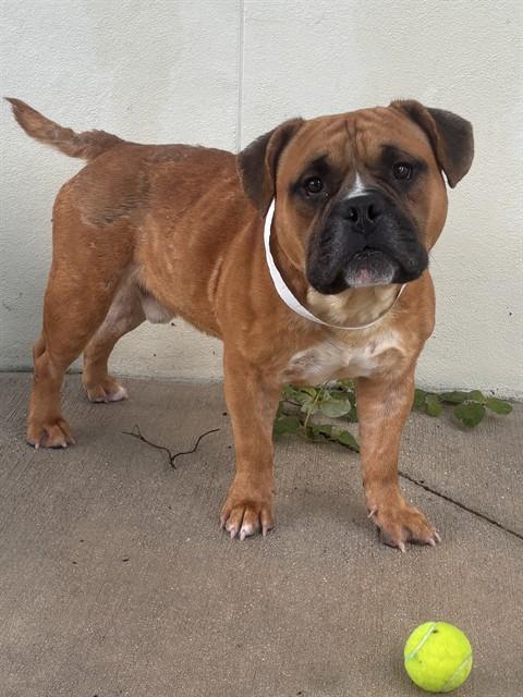 SAMSON