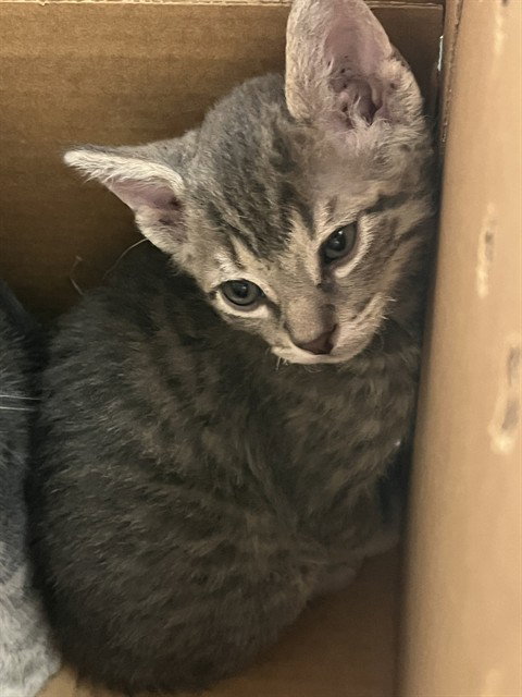 A2476312, an adoptable Domestic Short Hair in Fort Lauderdale, FL
