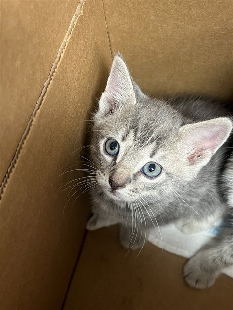 A2476313, an adoptable Domestic Short Hair in Fort Lauderdale, FL