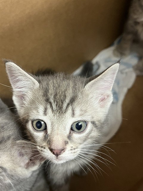 A2476314, an adoptable Domestic Short Hair in Fort Lauderdale, FL