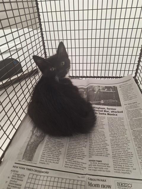 SISTER SAGE, an adoptable Domestic Short Hair in Fort Lauderdale, FL