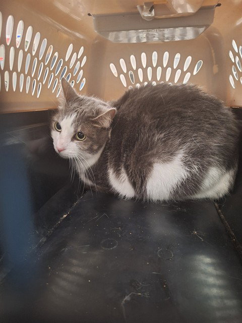 BLU, an adoptable Domestic Short Hair in Fort Lauderdale, FL