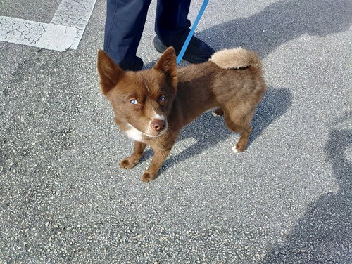 SLY, an adoptable Pomeranian in Fort Lauderdale, FL