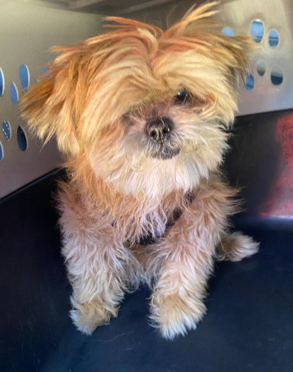 TIMMY, an adoptable Maltese in Fort Lauderdale, FL