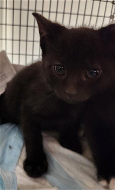 A2474635, an adoptable Domestic Short Hair in Fort Lauderdale, FL