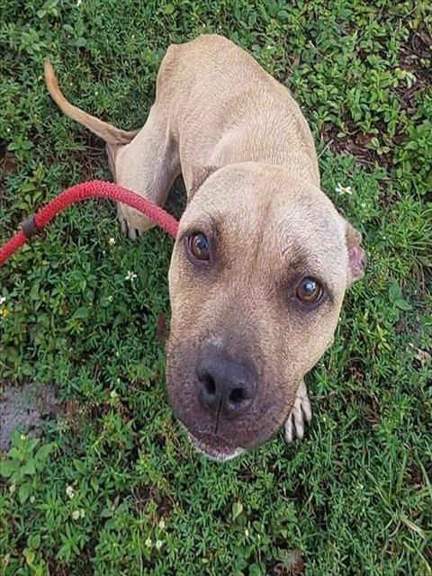 TRISH - American Staffordshire Terrier available for adoption