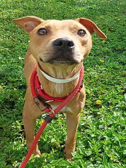 RED - American Staffordshire Terrier available for adoption