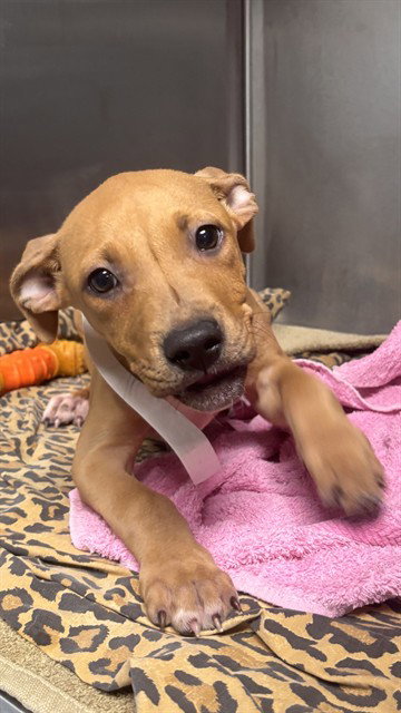 SAMMY - American Staffordshire Terrier available for adoption