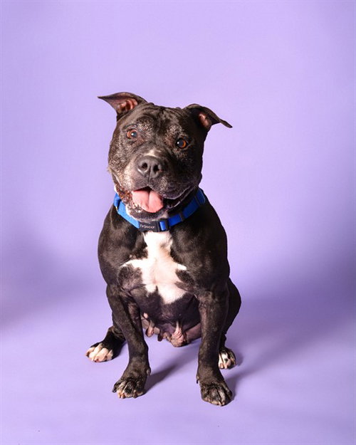 TATUM, an adoptable American Staffordshire Terrier in Fort Lauderdale, FL